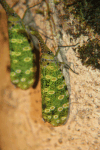 Lantern Bug (Pyrops sidereus)