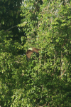 White-bellied Sea Eagle (Haliaeetus leucogaster)