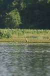 Eastern Purple Heron (Ardea purpurea manilensis)