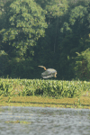 Eastern Purple Heron (Ardea purpurea manilensis)