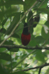 Black-crowned Pitta (Erythropitta ussheri)