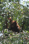 Northeast Bornean Orangutan (Pongo pygmaeus morio)