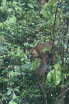 Long-tailed Macaque (Macaca fascicularis)