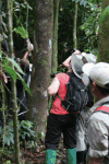 Crowd Watching Male Orangutan