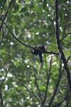 Dusky Broadbill (Corydon sumatranus)