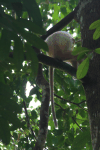 Maroon Leaf Monkey (Presbytis rubicunda)