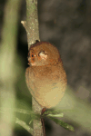 Bornean Tarsier (Cephalopachus bancanus borneanus)