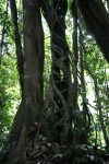 Strangler Fig Tree Itself