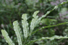 Fern Rows Seed Capsules