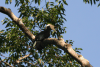 Black Hornbill (Anthracoceros malayanus)