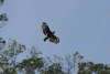 Oriental Honey Buzzard (Pernis ptilorhynchus)