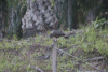 Crested Serpent Eagle Eating