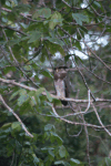 Barred Eagle Owl (Bubo sumatranus)