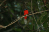 Scarlet-rumped Trogon (Harpactes duvaucelii)