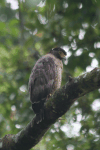 Crested Serpent Eagle (Spilornis cheela)