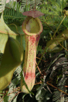 Pitcher Plant (Nepenthes sp.)