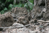 White-chested Babbler (Pellorneum rostratum)