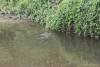 Swimming Southeast Asian Water