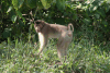 Southern Pig-tailed Macaque (Macaca nemestrina)