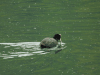 Eurasian Coot (Fulica atra)