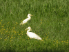 Cattle Egret (Bubulcus ibis)