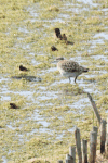  Unknown Sandpiper