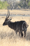 Ringed Waterbuck (Kobus ellipsiprymnus ellipsiprymnus)