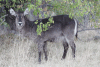 Ringed Waterbuck (Kobus ellipsiprymnus ellipsiprymnus)