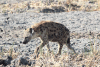 Spotted Hyena (Crocuta crocuta)