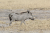 Southern Warthog (Phacochoerus africanus sundevallii)