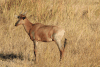 Common Tsessebe (Damaliscus lunatus lunatus)