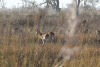 Red Lechwe (Kobus leche leche)