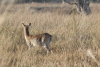 Red Lechwe (Kobus leche leche)