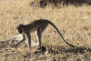 Southern Vervet Monkey (Chlorocebus pygerythrus pygerythrus)