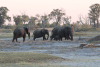 African Bush Elephant (Loxodonta africana)