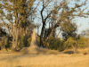 Termite Mound