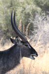 Ringed Waterbuck (Kobus ellipsiprymnus ellipsiprymnus)