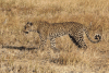 Panthera pardus pardus