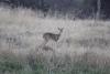 Common Reedbuck (Redunca arundinum arundinum)