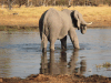 African Bush Elephant (Loxodonta africana)