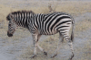 Baby Zebra