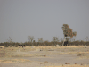 Elephant Seeking Shade