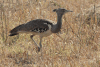 Birds in Botswana