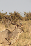 Southern Greater Kudu (Tragelaphus strepsiceros strepsiceros)