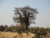 African Baobab (Adansonia digitata)