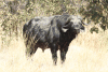 Cape Buffalo (Syncerus caffer caffer)