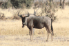 Blue Wildebeest (Connochaetes taurinus taurinus)