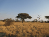 Camel Thorn (Vachellia erioloba)