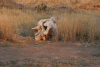 Elephant Skull