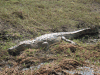 Southern African Crocodile (Crocodylus niloticus cowiei)